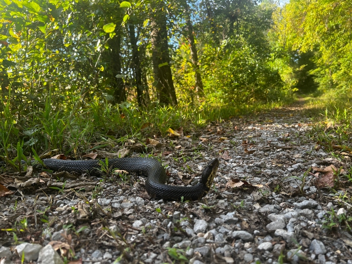 Snake Road